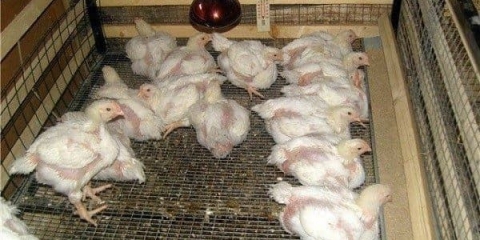 Odrasli brojleri uginu - šta učiniti ako se pilići razbole